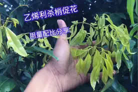 荔枝用乙烯利杀梢促花很讲究，这个用量安全又有效，拿走不谢