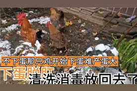 不下蛋那只鸡难产脱肛一个双簧大蛋，按网上说的清洗消毒放回去了视频封面