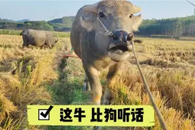 牛居然比狗听话！水牛跟人混久了，还是能听懂主人训话！视频封面