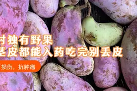 山村这野果到处都是 果皮吃完别丢，晒干泡茶泡酒喝 功效你了解嘛视频封面