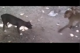 猴狗大战，猴子完胜视频封面