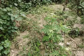 高山草药，治疗骨折，跌打损伤，效果最好视频封面