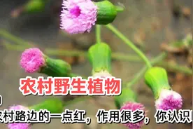 农村小路边的野生“一点红”“红背叶”用途很多，你们认识吗？视频封面