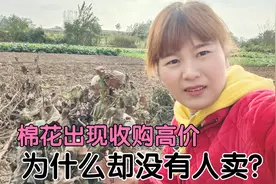 湖北棉花出现收购高价，农村媳妇想投资种植，却遭老公激烈反对。视频封面