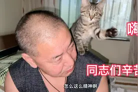 天冷两个毛孩子都不活波了特别是小奶猫很明显爱睡觉不爱动了！视频封面