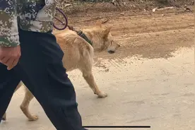 今天跟师傅去试狗，它是杂下司的，这狗本领不错……视频封面