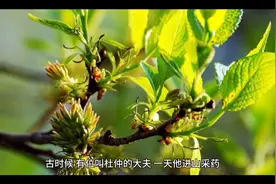 杜仲功效补肝肾，强筋骨，安胎的功能。用于肝肾不足， 腰膝酸痛视频封面