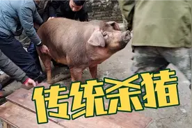 江西农村杀猪，棕毛猪在家养了一整年肉质特别好，小伙直接扛着走