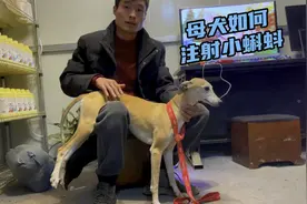 母犬如何人工受精人工受孕，简单发个教程，仅供参考视频封面