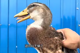 麻鸭长的有多快？抓回来才43天，小鸭子长到5斤！好像可以下锅了