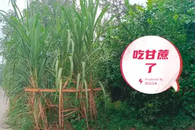 看到甘蔗的生长过程，我们大家都应该像它一样视频封面