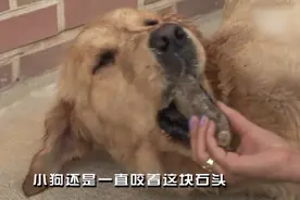 小狗每天都要咬着石头，引得人们好奇不已，真相让人哭笑不得视频封面