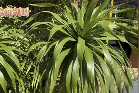 身边的草药（563续），龙血树叶，解毒消疮活血消肿止痛接骨