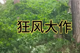 济宁嘉祥狂风大作，天空黑云密布大雨狂下，家中漏雨接了几大盆视频封面