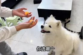 让狗狗来预测世界杯比赛，上次就挣了1000，这次还能赢吗视频封面