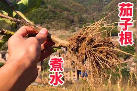 农村的茄子根煮水，到底有啥价值？夏季冬季家里放一些！