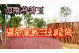 沪剧茅善玉碧绿黄泉玉如临终