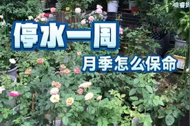 三伏天还停水持续一周了，每次都浇不透，这么多盆花如何保命视频封面