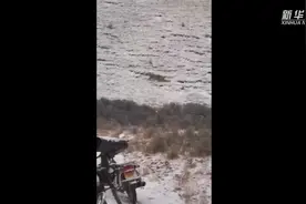 惊魂两小时！牧民邂逅“雪山之王”雪豹图片