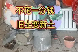 不花一分钱，旧土变新土，种菜养花都适应，比营养土还好
