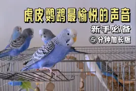 虎皮鹦鹉最愉悦的声音5分钟加长版，快放给新来的小鹦鹉听吧！视频封面
