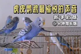 虎皮鹦鹉最愉悦的声音5分钟加长版，快放给新来的小鹦鹉听吧！视频封面