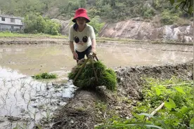 早上一根一根秧苗拔出来，中午又种下去，人工插秧效率真低