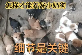 要想养好小奶狗，必须做到喂养环境两不误，才能实现零损失视频封面