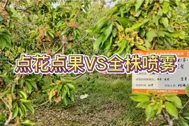 大樱桃不坐果，点花太费事，全株喷到底咋样视频封面