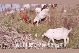 羊长脓包，用这几种治疗方法处理，很好用简单又方便？视频封面