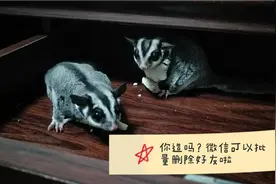 微信电脑版可以批量删除好友啦？视频封面