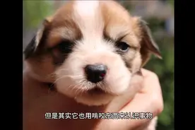 狗狗为什么爱咬主人的手？往往因为这6点原因视频封面