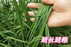 楼顶种菜，韭菜割完后撒上这两种肥料，能快速生长，越长越粗叶视频封面
