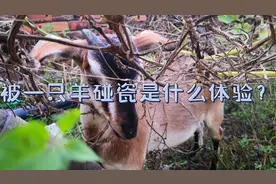 羊的智商有多高？