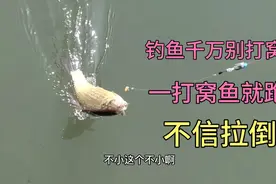 钓鱼千万别打窝，一打窝鱼就跑了不信拉倒，夏季鲫鱼神饵从不打窝视频封面