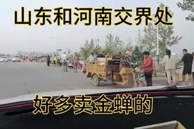山东和河南交界处卖金蝉的太多了，有想买金蝉的可以来这里太多了视频封面
