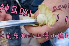 以前东北的山上漫山遍野，扒着特别扎手，果然比松子便宜点视频封面