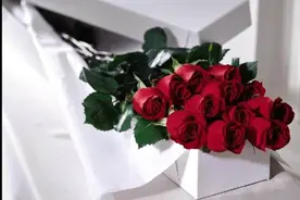 Roses are red.旧歌:玫瑰是红色的！视频封面