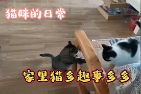 猫咪的日常，随意拍的每只猫想干的事，开心趣事多多视频封面