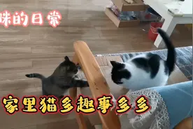 猫咪的日常，随意拍的每只猫想干的事，开心趣事多多