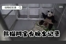 熊猫阿宝生宝宝过程全记录视频封面