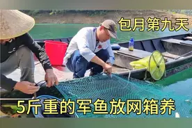 都说野生军鱼气性高不好养，将5斤重军鱼放到网箱养，能养活吗视频封面