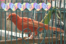 公鸟不断大叫，母鸟叼草做窝，这才是最佳合笼时机！视频封面