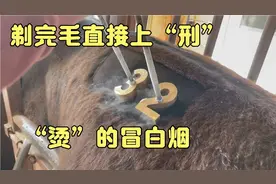 黑牛被剃完毛，光滑的皮肤直接被“烫”出白烟，令人头皮发麻视频封面