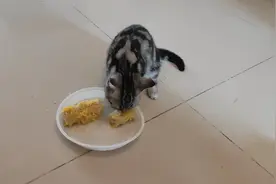 小猫咪爱啃玉米，不给吃就生气的喵喵叫视频封面