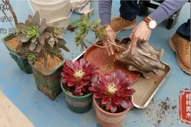 四月了还给法师多肉换盆，移盆以后多久能服盆？换盆注意事项参考视频封面