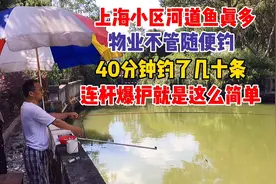 上海小区河道鱼真多，40分钟就钓了几十条，连杆爆护就是这么简单视频封面