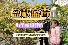 盆栽蓝莓新手都能种活种好的方法，3年后一颗能结果十几斤视频封面
