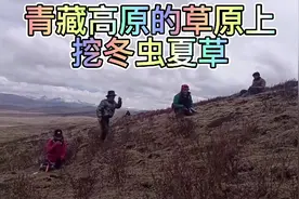 2021年冬虫夏草（虫草）开挖了，翻山越岭、不辞辛劳，勤劳的人民视频封面