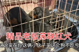 农村狗市捡漏 一窝精品老版苏联红犬 刚满月200元大家看看值不值视频封面